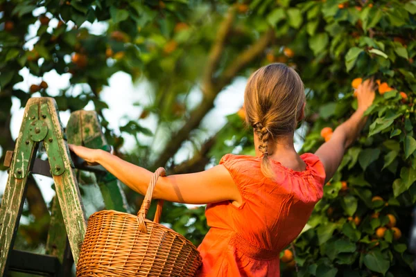 Mooi, jonge vrouw plukken abrikozen verlicht door warme zomeravond — Stockfoto