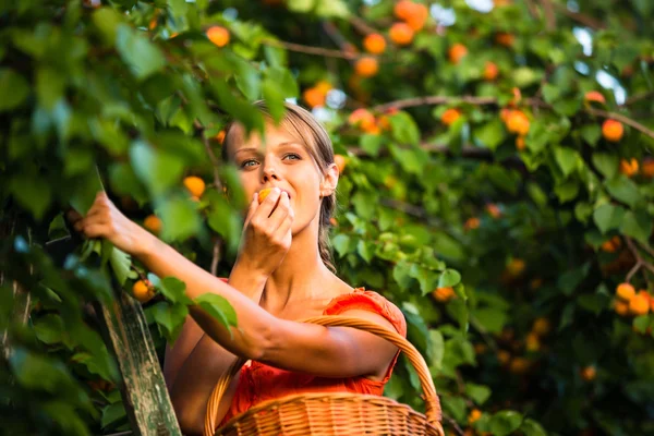 Красивая молодая женщина собирает абрикосы, зажженные теплым летним вечером — стоковое фото