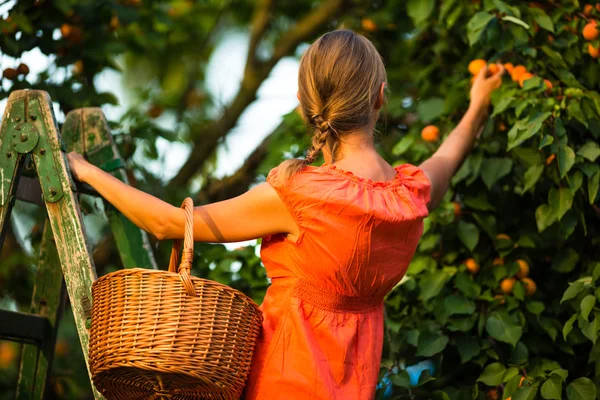 Mooi, jonge vrouw plukken abrikozen verlicht door warme zomeravond — Stockfoto