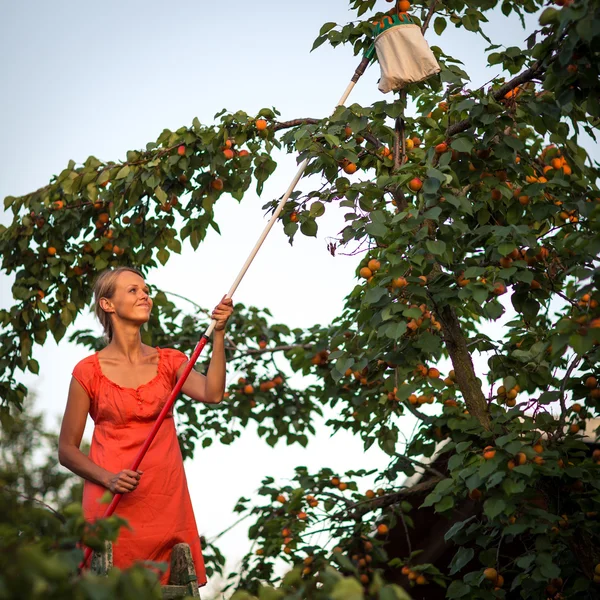 Mooi, jonge vrouw plukken abrikozen verlicht door warme zomeravond — Stockfoto