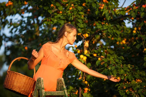 Mooi, jonge vrouw plukken abrikozen verlicht door warme zomeravond — Stockfoto