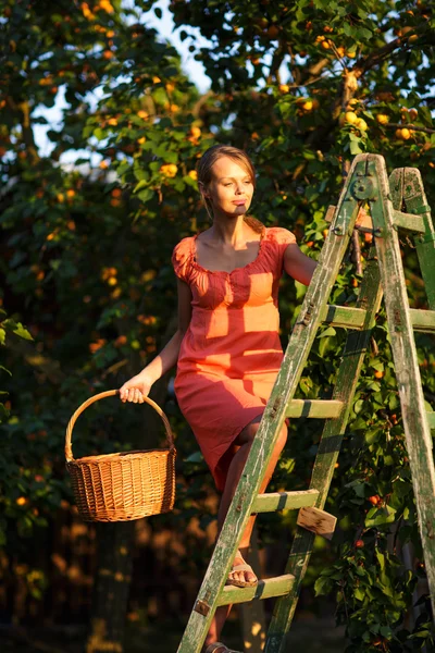 Söt, ung kvinna plocka aprikoser upplyst av varm sommarkväll — Stockfoto