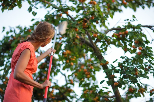 Bella, giovane donna raccogliendo albicocche accese dalla calda sera d'estate — Foto Stock