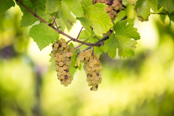 Белое вино виноград в винограднике прямо перед сбором урожая — стоковое фото