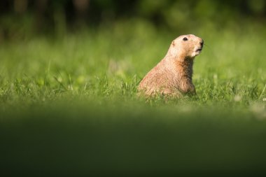çok sevimli siyah kuyruklu Çayır köpeği 