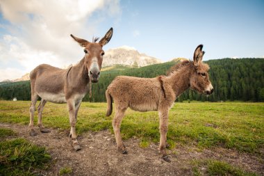 Two donkeys in Dolomites, Italy clipart