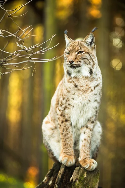 Євразійська рись (Lynx lynx)) — стокове фото