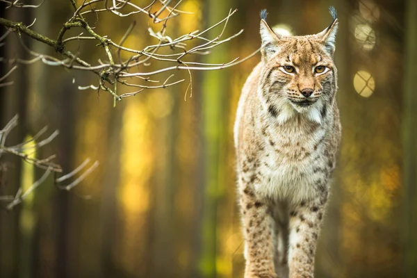 欧亚山猫（Lynx lynx）) — 图库照片