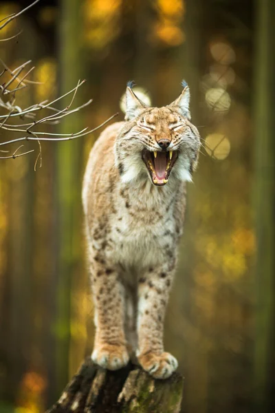 欧亚山猫（Lynx lynx）) — 图库照片