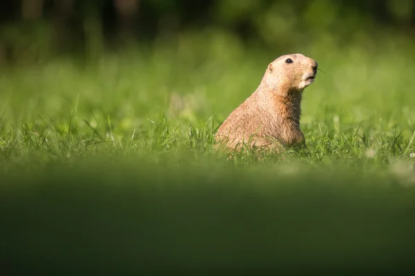 Très mignon chien de prairie à queue noire — Photo