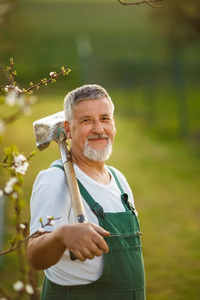 Senior mannen trädgårdsskötsel i sin trädgård — Stockfoto