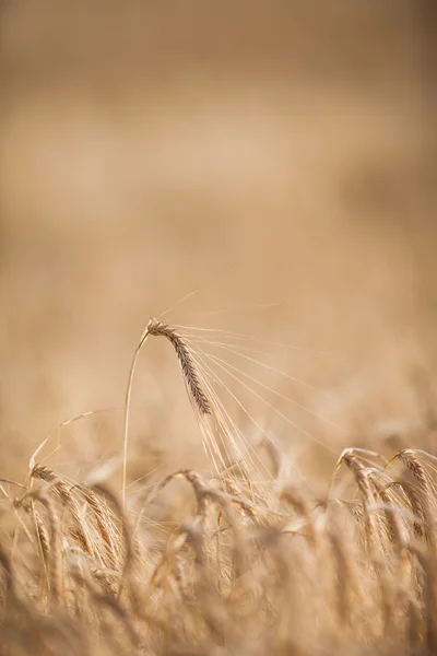 Ripe barley  on a field — Stock Photo, Image