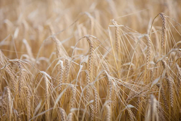 Reife Gerste auf einem Feld — Stockfoto