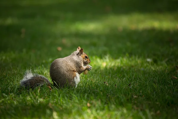 Oostelijke grijze eekhoorn — Stockfoto