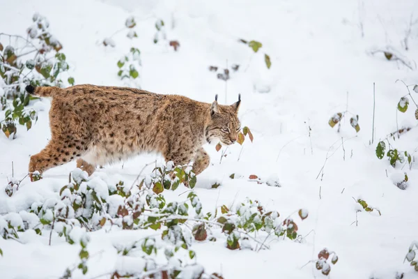 Eurasiatiskt lodjur går tyst i snö — Stockfoto