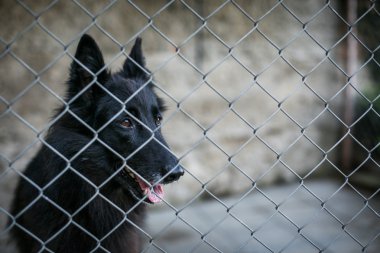 Sığınak bir kafese arkasında için evsiz köpek - köpek