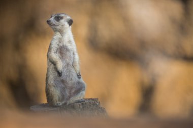 tetikte meerkat nöbet