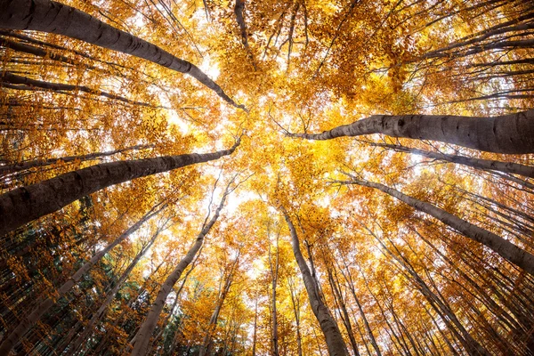 가 숲 나무 꼭대기 — 스톡 사진
