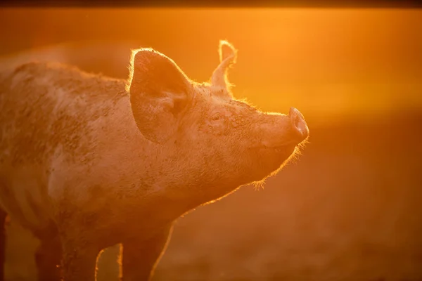 Schweine Fressen Auf Einer Wiese Einem Biobauernhof Teleobjektiv Mit Guter — Stockfoto