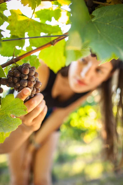 Trauben Einem Weinberg Bei Der Kontrolle Durch Eine Winzerin Farbiges — Stockfoto