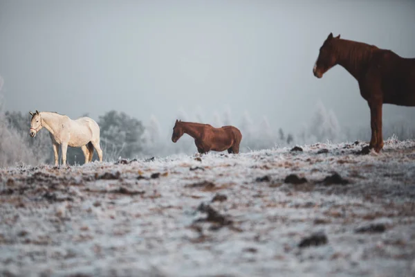 Tacksamma Hästar Vintern Nysnö — Stockfoto