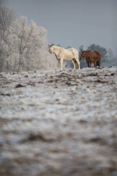 Beatiful Horses Winter Fresh Snow — Stock Photo, Image