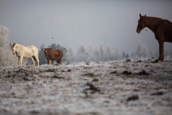 Tacksamma Hästar Vintern Nysnö — Stockfoto