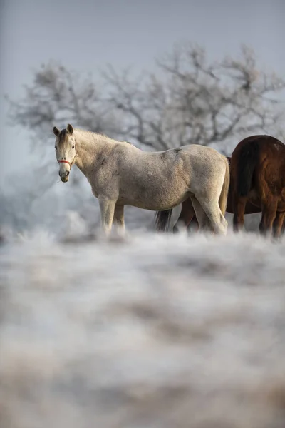 Piękne Konie Zimą Świeżym Śniegu — Zdjęcie stockowe