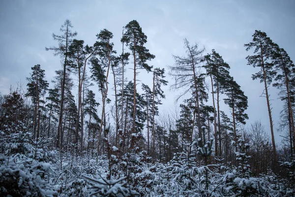 Bosque Invierno Árboles Cubiertos Nieve — Foto de Stock