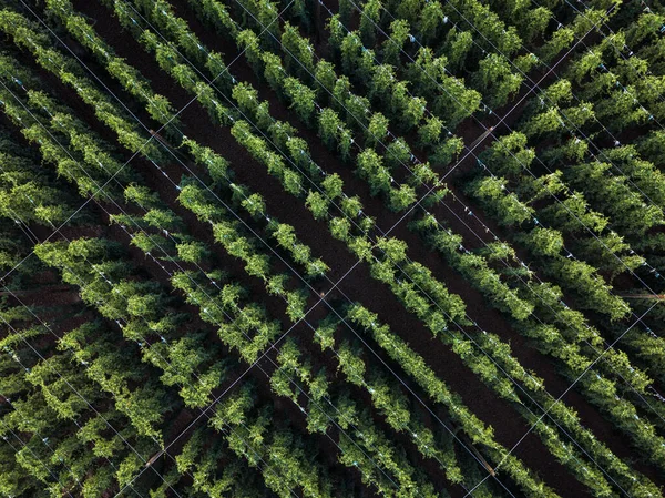 Een Veld Geteelde Hop Noodzakelijk Ingrediënt Voor Het Brouwen Van — Stockfoto