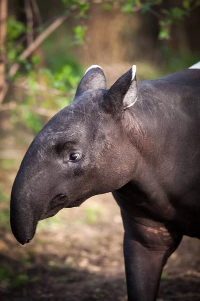 Malayan Tapir Also Called Asian Tapir Tapirus Indicus — Stock Photo, Image