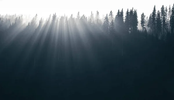 Magiczny Las Porannym Słońcem Przebijającym Się Przez Mgłę Marzycielski Mglisty — Zdjęcie stockowe
