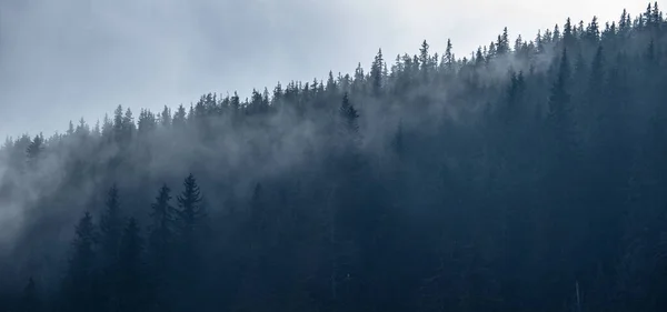 Bosque Mágico Con Sol Mañana Penetrando Través Niebla Foto Paisaje — Foto de Stock