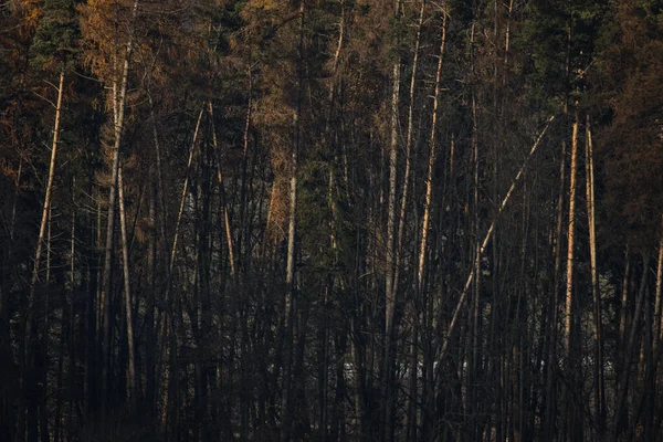 Prächtiger Herbst Herbst Einem Landschaftsbild Festgehalten Leuchtende Farben Verschwinden Langsam — Stockfoto