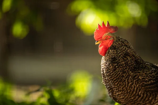 Kakas Tyúkólban Házi Madár Gyönyörű Kakas Mezőgazdaság Csirkék Kakasok Háziállatok — Stock Fotó