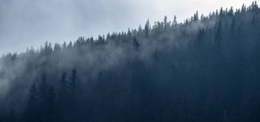 Sabah güneşinin sisi delip geçtiği sihirli bir orman. Rüya gibi, puslu manzara fotoğrafı.