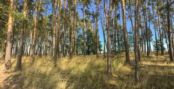 Mooi Dennenbos Panoramisch Beeld Pijnbomen Hoog Gras Verlicht Door Warm — Stockfoto