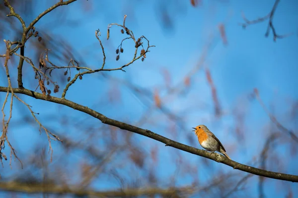 Európai Vörösbegy Erithacus Rubecula Más Néven Vörösbegy Vagy Vörösbegy — Stock Fotó