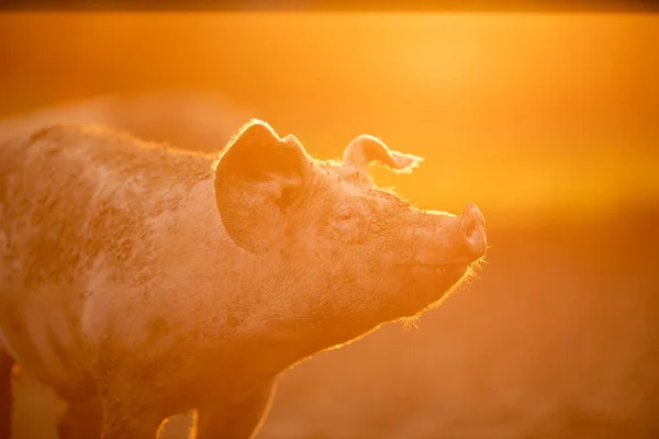 Grisar Som Äter Äng Ekologisk Köttfarm Teleobjektiv Som Sköts Med — Stockfoto