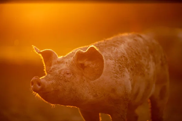 Cerdos Comiendo Prado Una Granja Carne Orgánica —  Fotos de Stock