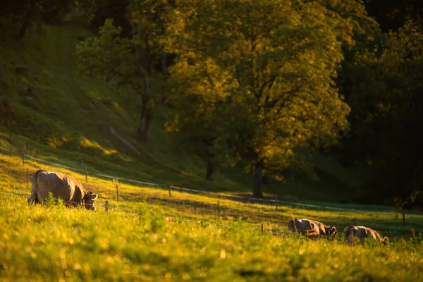 Koeien Die Aan Het Eind Van Dag Uit Wei Naar — Stockfoto