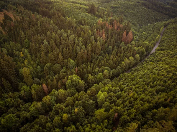 Vista Aérea Vastos Bosques — Foto de Stock