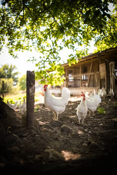 Poulet Liberté Volière Oiseau Domestique Beau Coq Agriculture Poulets Coqs — Photo