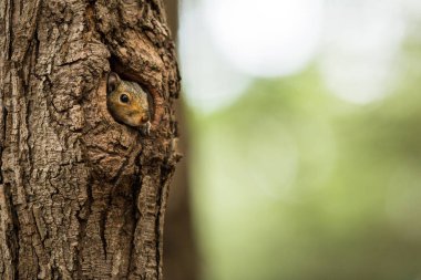 Doğu Gri Sincap (Sciurus carolinensis)