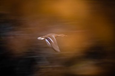 Mallard ördeği Anas platyrhynchos havada hızla uçuyor.