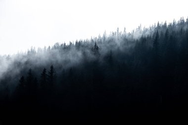 Sabah güneşinin sisi delip geçtiği sihirli bir orman. Rüya gibi, puslu manzara fotoğrafı.