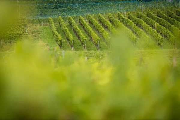 Weinberge Bei Sonnenuntergang Selektiver Fokus Kopierraum Die Landschaft Der Weinberge — Stockfoto