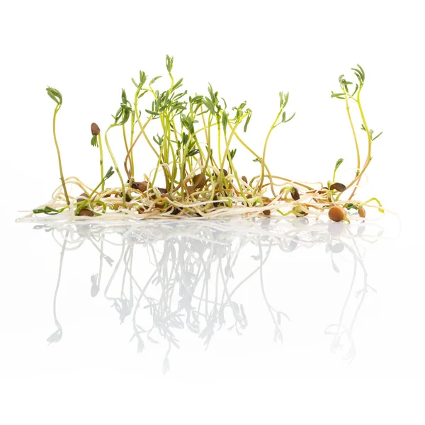Zielona Soczewica Kiełki Izolowane Białym Makro Zdjęcie Żywności Sprouting Francuski — Zdjęcie stockowe