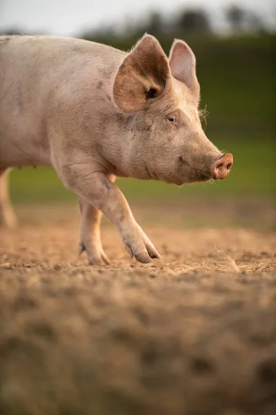 Grisar Som Äter Äng Ekologisk Köttfarm Teleobjektiv Som Sköts Med — Stockfoto