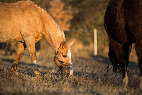 Häst Betesmark Varmt Kvällsljus Färgtonad Bild Grund Dof — Stockfoto